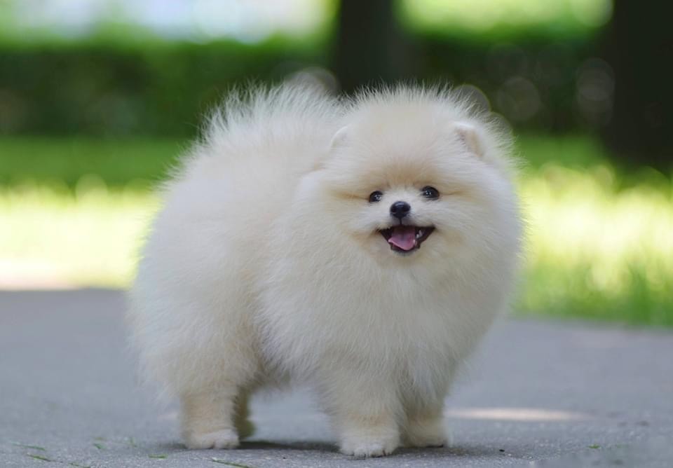 snow spitz Sayana