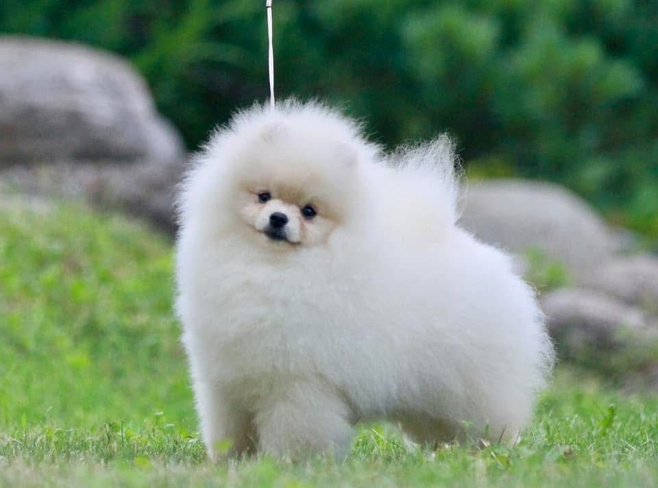 majestras vestra Rembrandt