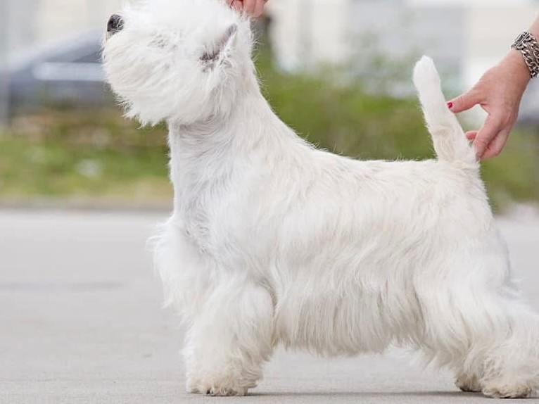 Kosa nostra bso rozental