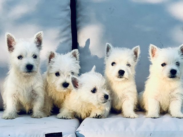 Benoit Leleu - Chiots disponibles - West Highland White Terrier