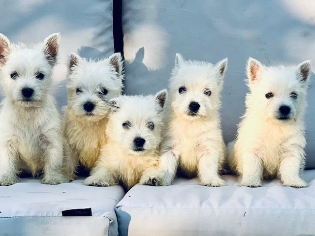 Chiot West Highland White Terrier Benoit Leleu