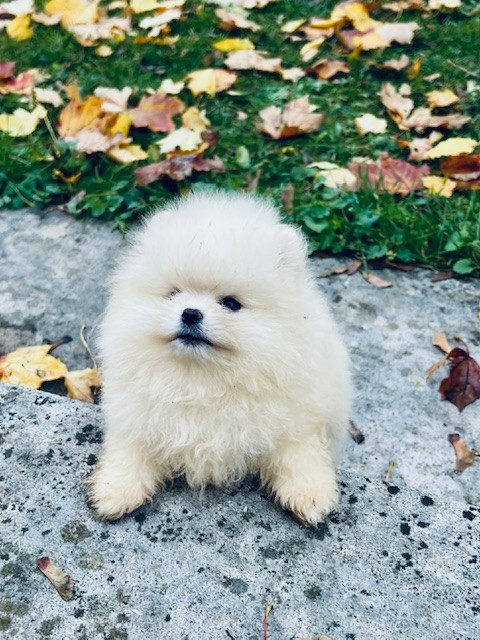 Benoit Leleu - Chiots disponibles - Spitz allemand