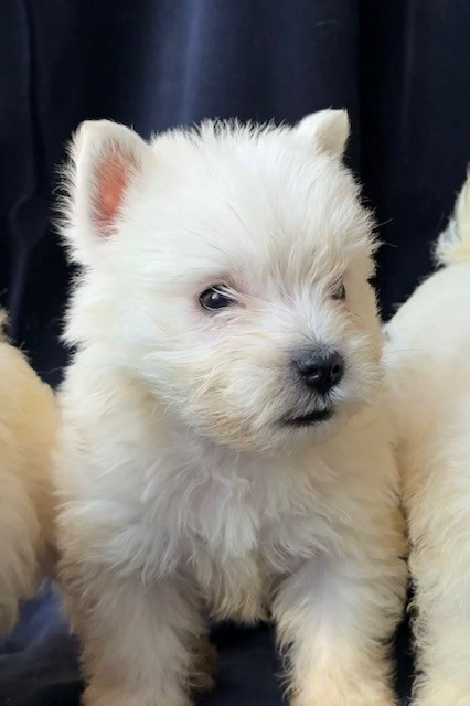 Benoit Leleu - Chiots disponibles - West Highland White Terrier