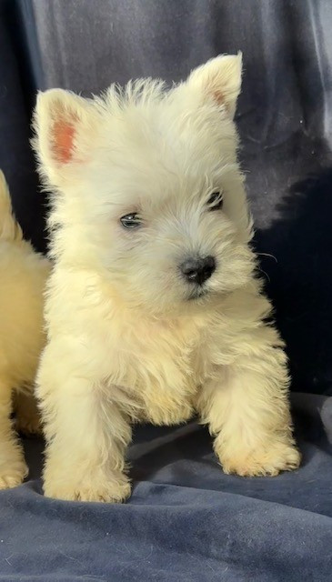 Benoit Leleu - Chiots disponibles - West Highland White Terrier