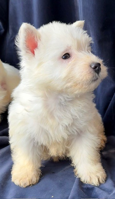 Benoit Leleu - Chiots disponibles - West Highland White Terrier