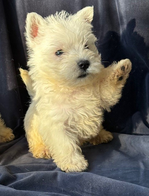 Benoit Leleu - Chiots disponibles - West Highland White Terrier