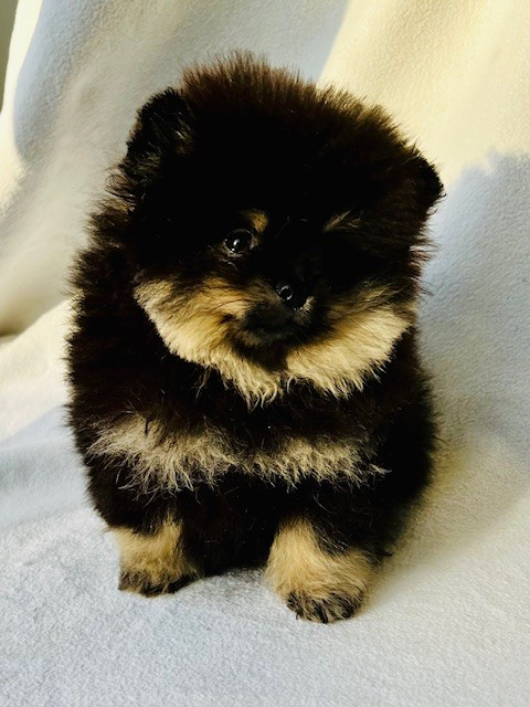 Benoit Leleu - Chiots disponibles - Spitz allemand