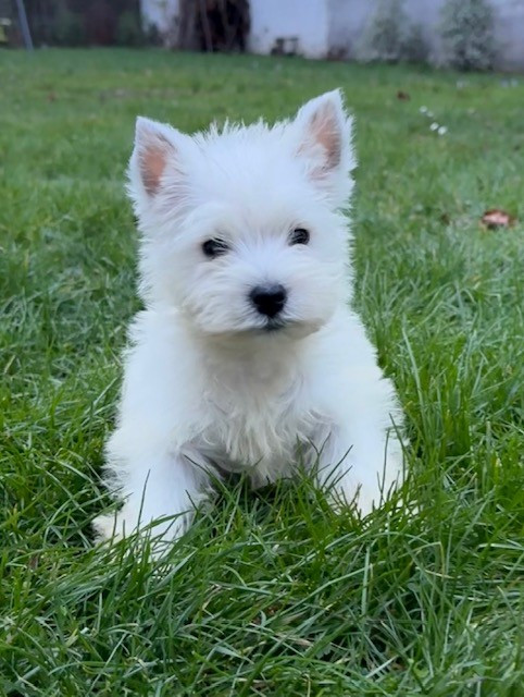 Benoit Leleu - Chiots disponibles - West Highland White Terrier