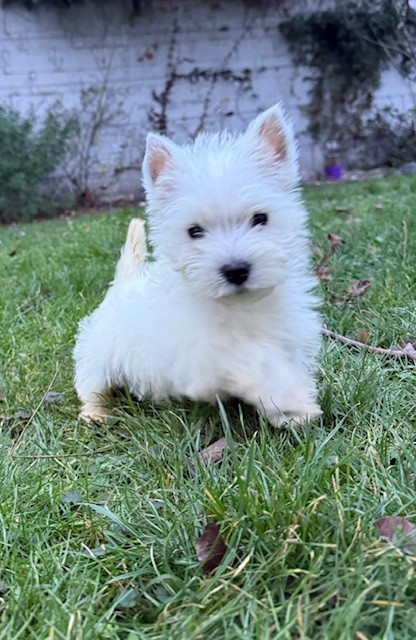 Benoit Leleu - Chiots disponibles - West Highland White Terrier