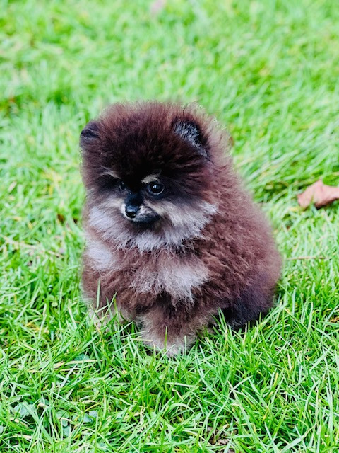 Benoit Leleu - Chiots disponibles - Spitz allemand