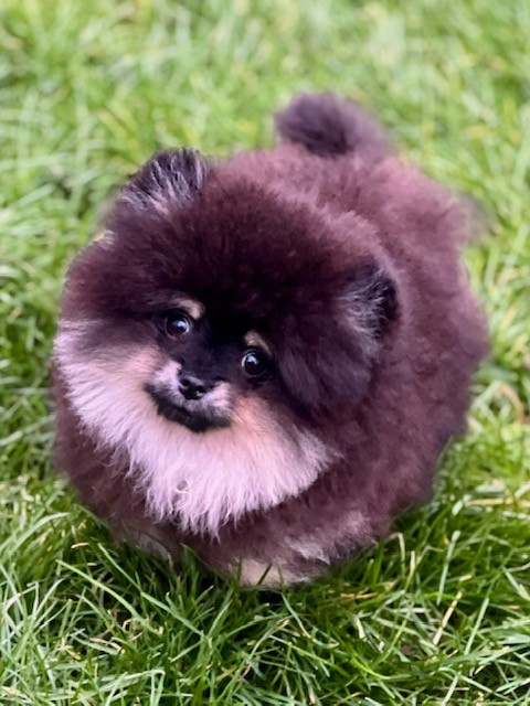 Benoit Leleu - Chiots disponibles - Spitz allemand