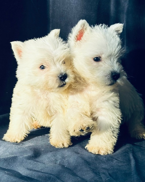 Chiot West Highland White Terrier Benoit Leleu