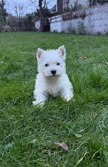 Benoit Leleu - Chiots disponibles - West Highland White Terrier