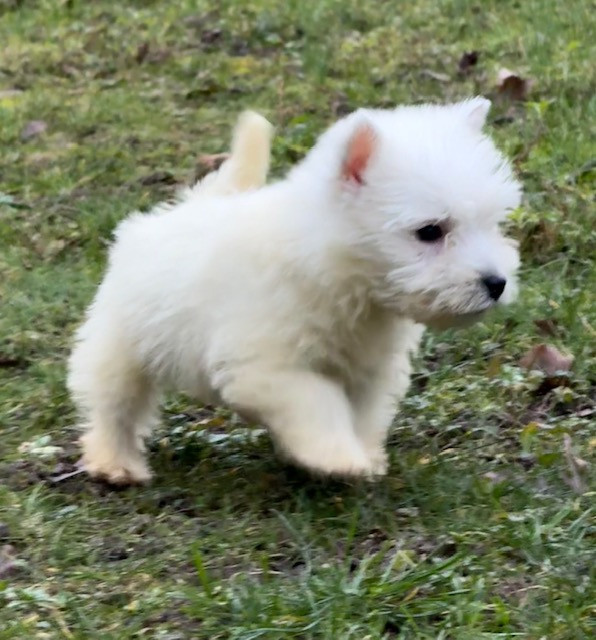 Benoit Leleu - Chiots disponibles - West Highland White Terrier