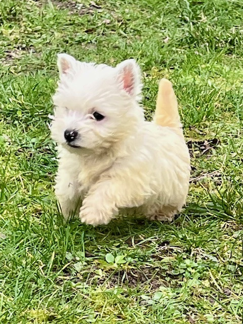 Benoit Leleu - Chiots disponibles - West Highland White Terrier