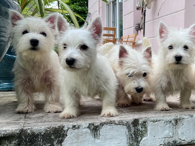 Benoit Leleu - West Highland White Terrier - Portée née le 25/02/2026