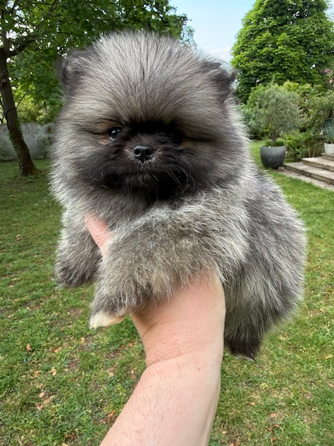 Benoit Leleu - Chiots disponibles - Spitz allemand