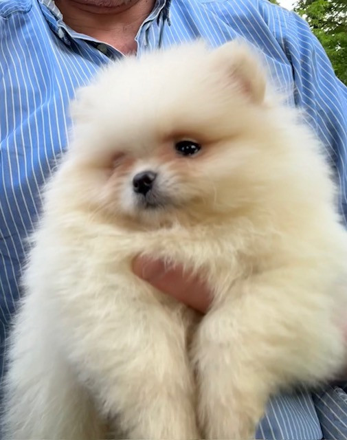 Benoit Leleu - Chiots disponibles - Spitz allemand