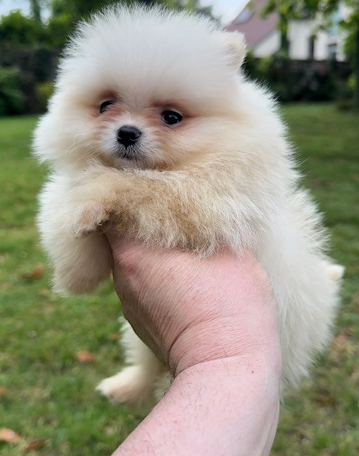 Benoit Leleu - Chiots disponibles - Spitz allemand