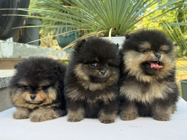 Chiot Spitz allemand Benoit Leleu