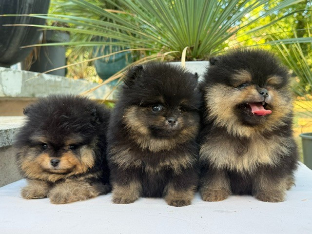 Benoit Leleu - Chiots disponibles - Spitz allemand