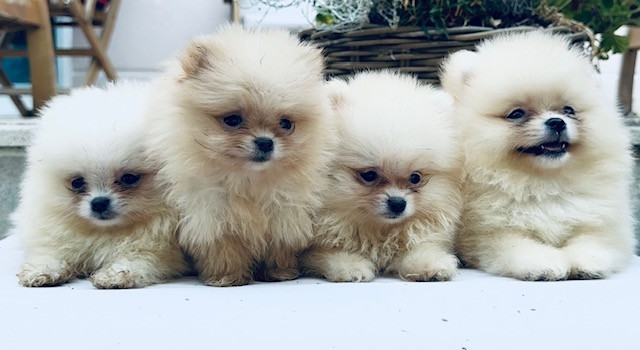 Benoit Leleu - Chiots disponibles - Spitz allemand