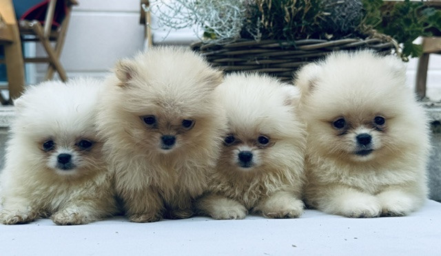 Benoit Leleu - Chiots disponibles - Spitz allemand