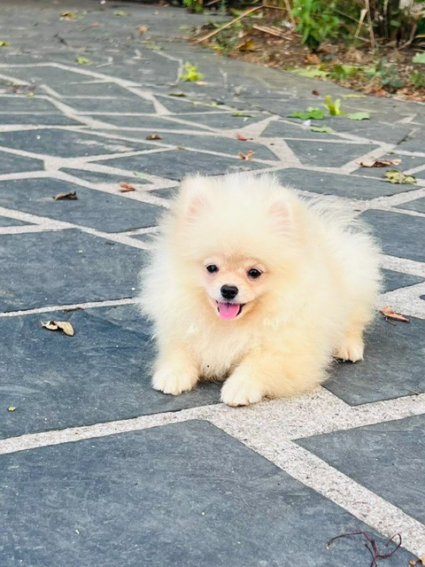 Benoit Leleu - Chiots disponibles - Spitz allemand