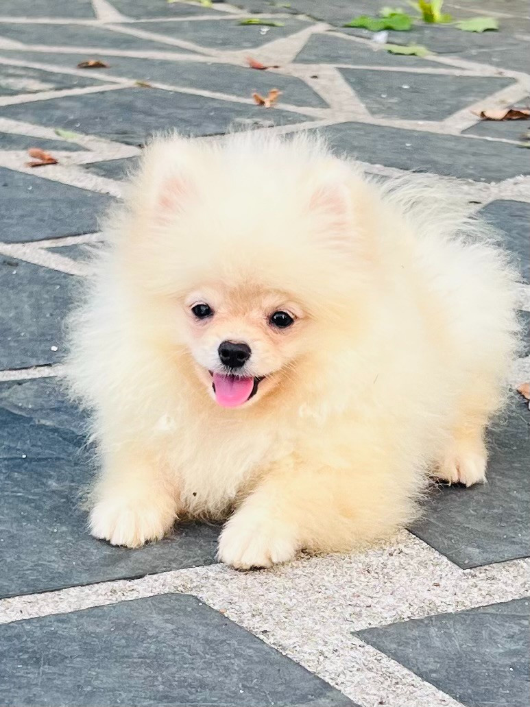 Benoit Leleu - Chiots disponibles - Spitz allemand
