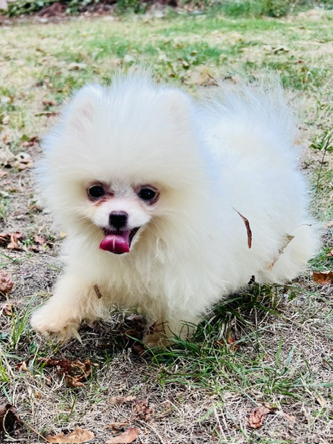 Benoit Leleu - Chiots disponibles - Spitz allemand