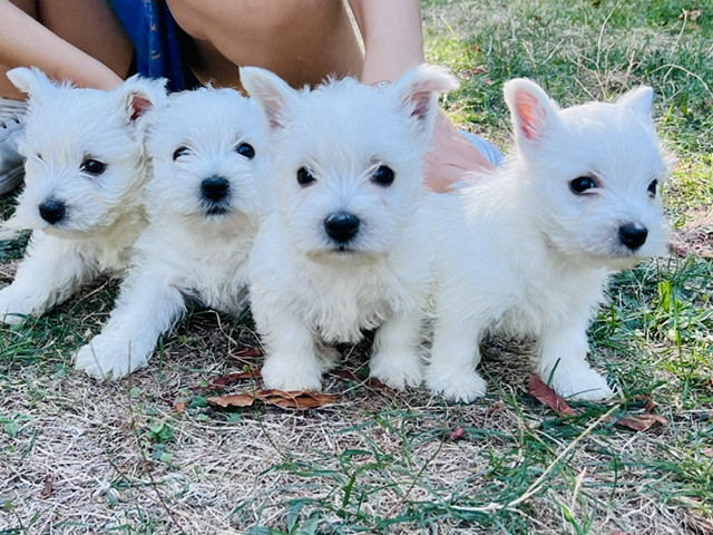 Chiot West Highland White Terrier Benoit Leleu