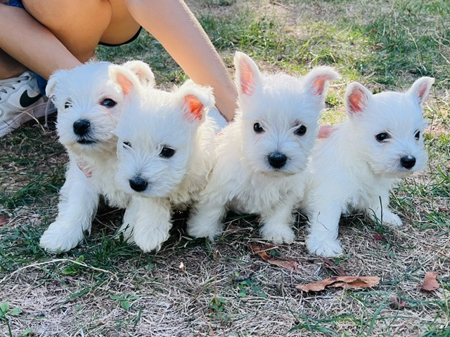 Benoit Leleu - Chiots disponibles - West Highland White Terrier