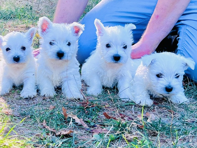 Benoit Leleu - Chiots disponibles - West Highland White Terrier