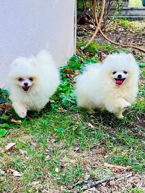 Benoit Leleu - Chiots disponibles - Spitz allemand