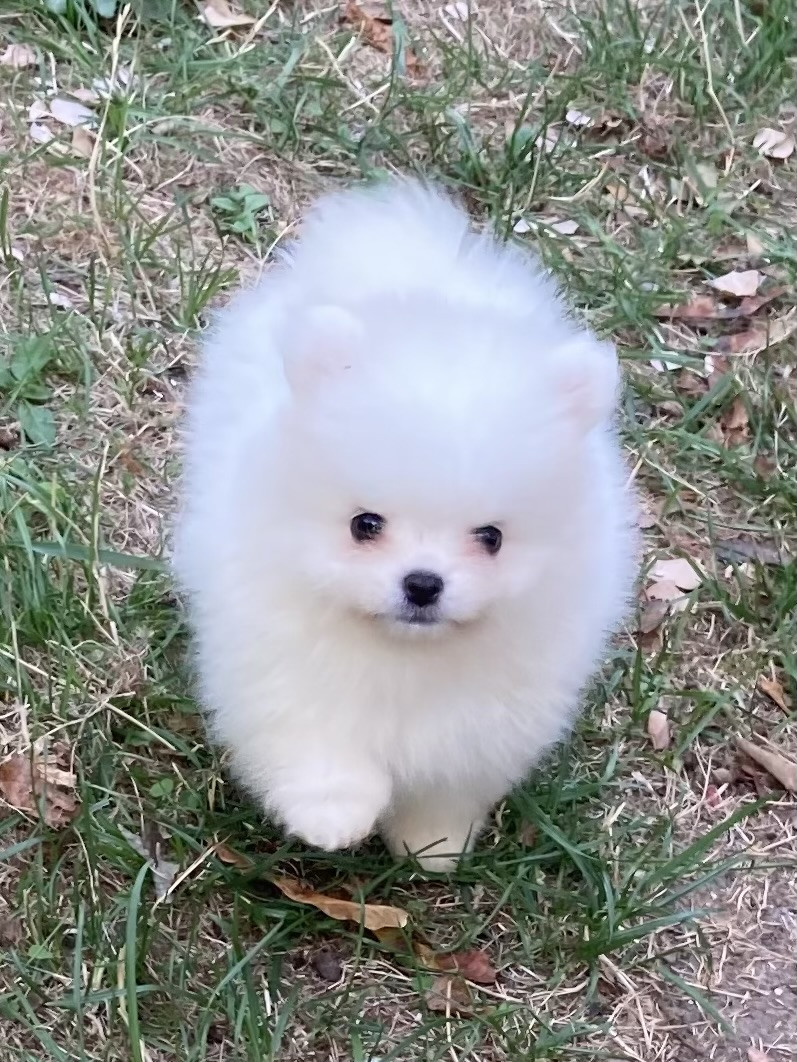 Benoit Leleu - Chiots disponibles - Spitz allemand
