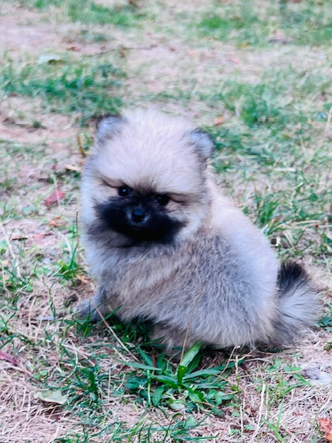 Benoit Leleu - Chiots disponibles - Spitz allemand