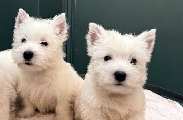 Benoit Leleu - Chiots disponibles - West Highland White Terrier