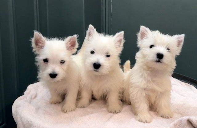 Chiot West Highland White Terrier Benoit Leleu