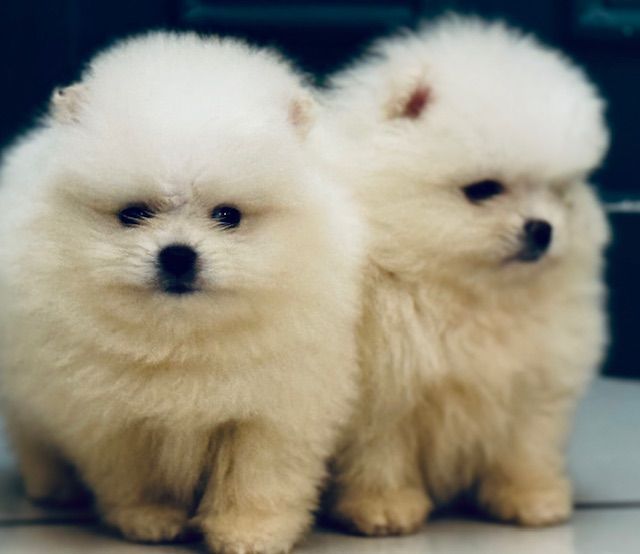 Chiot Spitz allemand Benoit Leleu