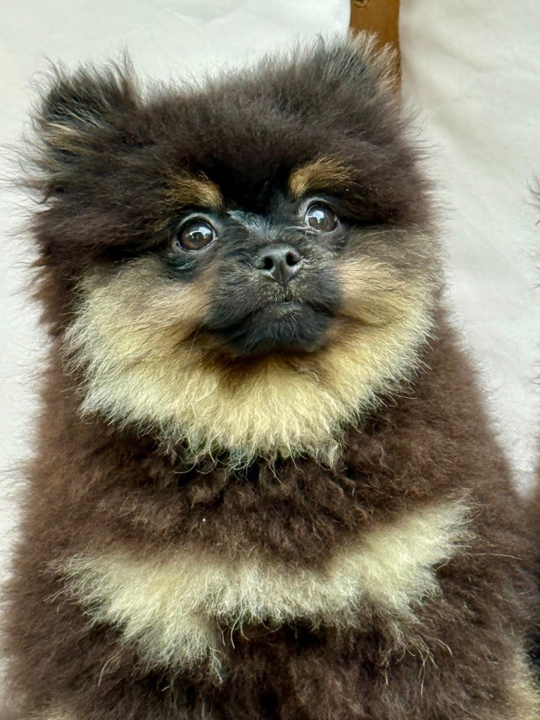 Benoit Leleu - Chiots disponibles - Spitz allemand