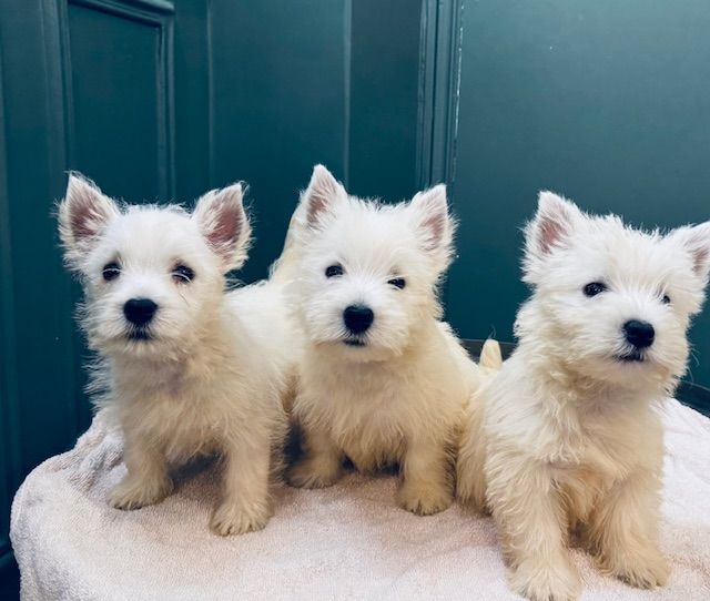 Benoit Leleu - Chiots disponibles - West Highland White Terrier