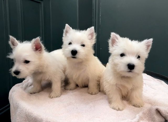Benoit Leleu - Chiots disponibles - West Highland White Terrier