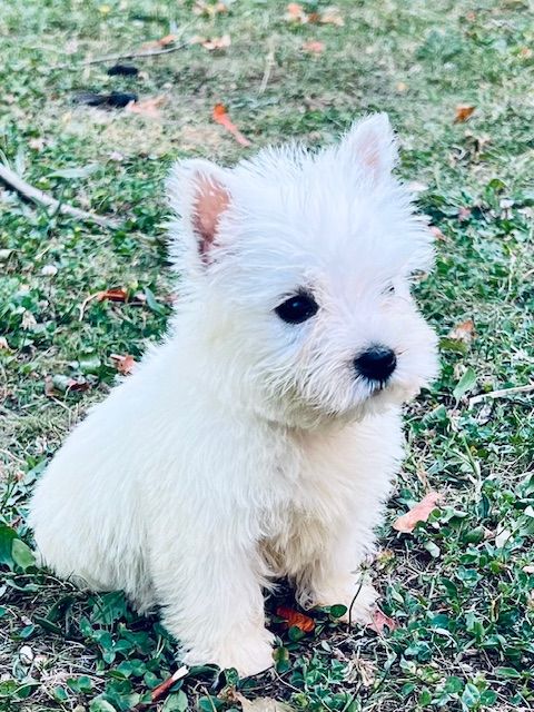 Benoit Leleu - Chiots disponibles - West Highland White Terrier
