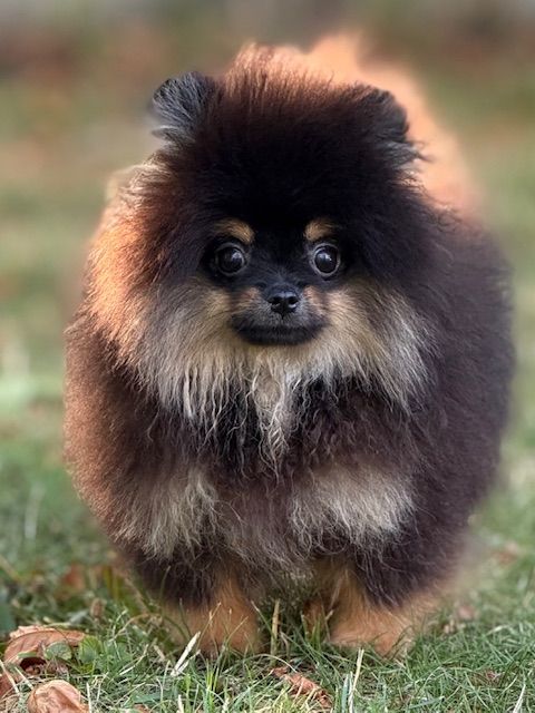 Benoit Leleu - Chiots disponibles - Spitz allemand