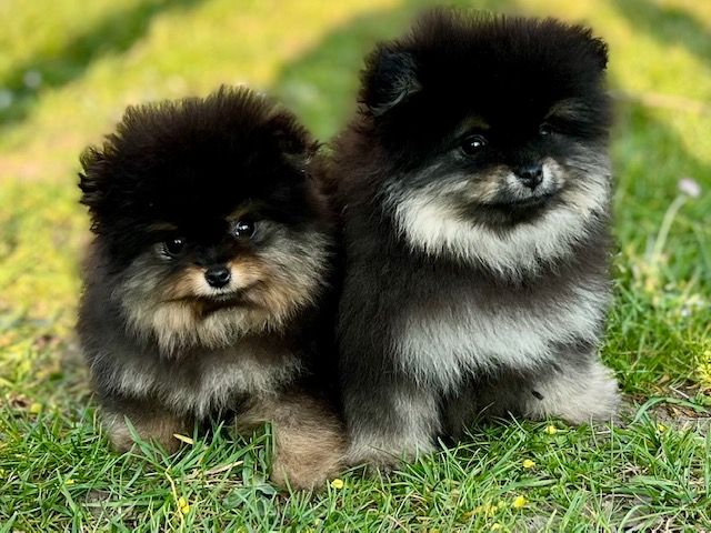 Benoit Leleu - Chiots disponibles - Spitz allemand