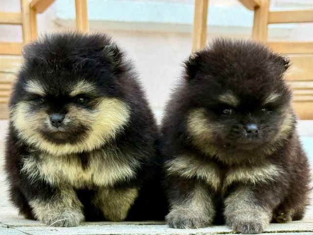 Benoit Leleu - Chiots disponibles - Spitz allemand