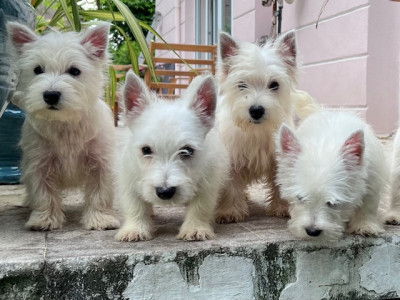 Chiot N°1