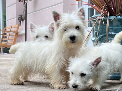 Chiot N°2