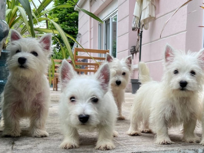 Chiot N°3
