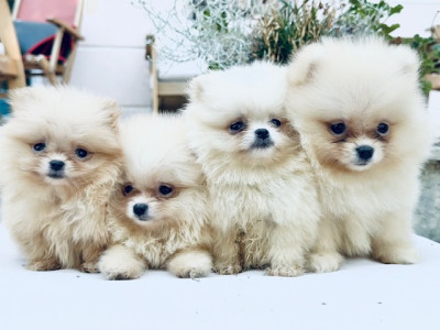 Chiot N°4